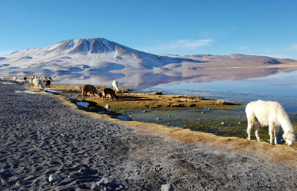 Laguna Colorada.webp