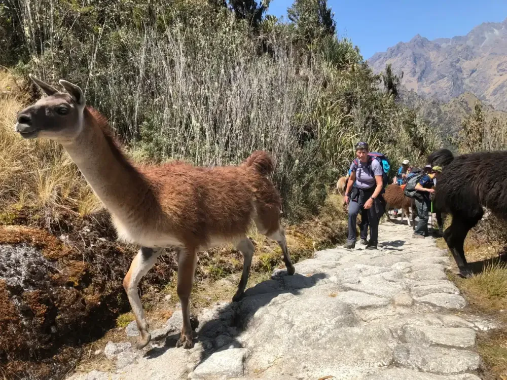 el camino inca.webp