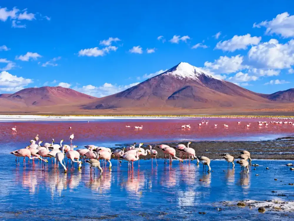 flamencos Laguna Colorada.webp