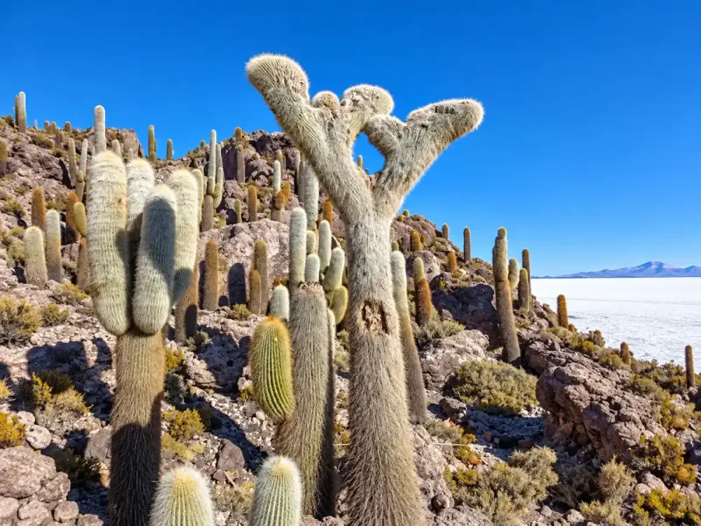 turismo en Uyuni.webp
